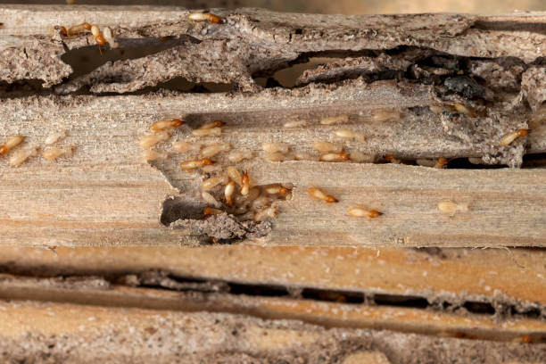 Best Emergency Pest Control  in Haddon Heights, NJ