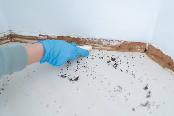 Best Cockroach Control Services  in Haddon Heights, NJ
